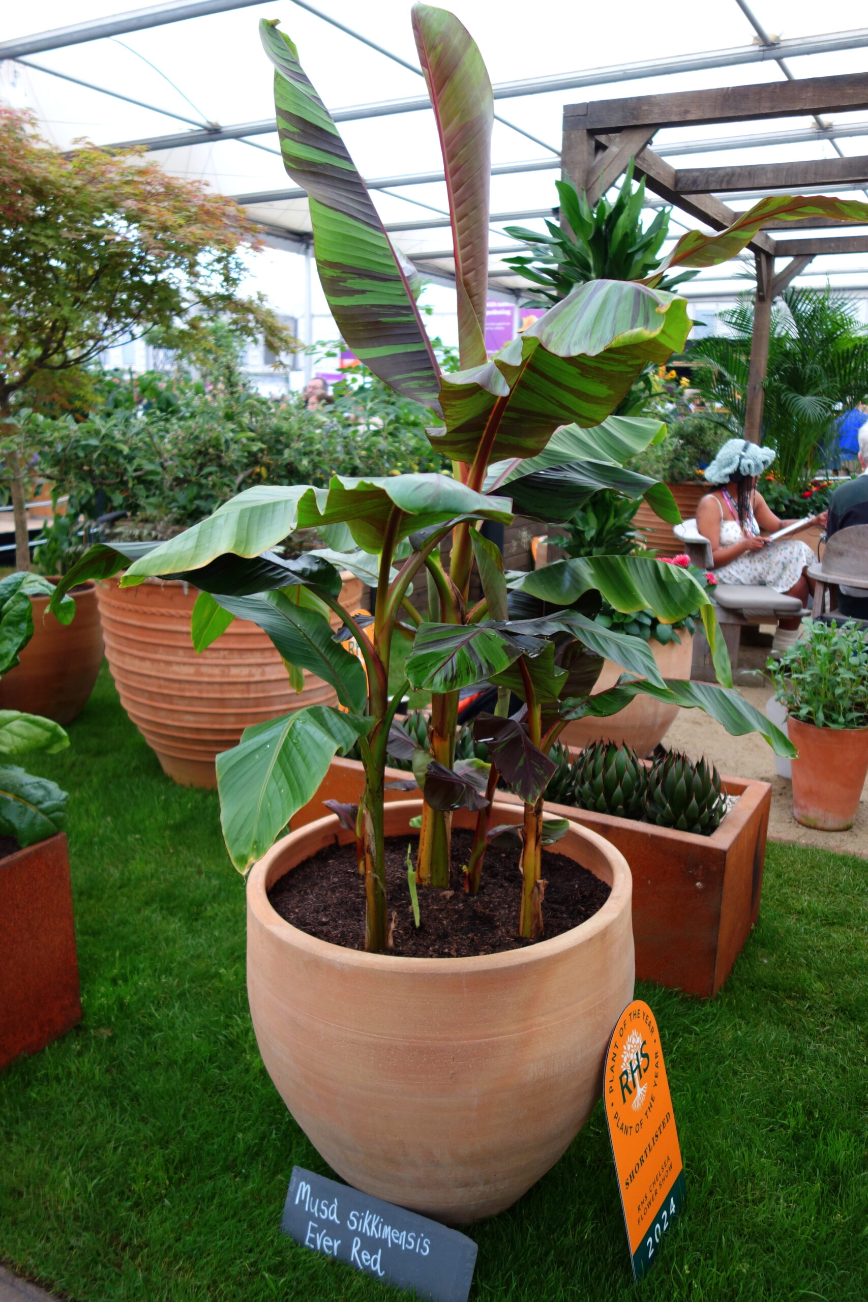 Pflanzen Musa sikkimensis ‚Red Tiger‘