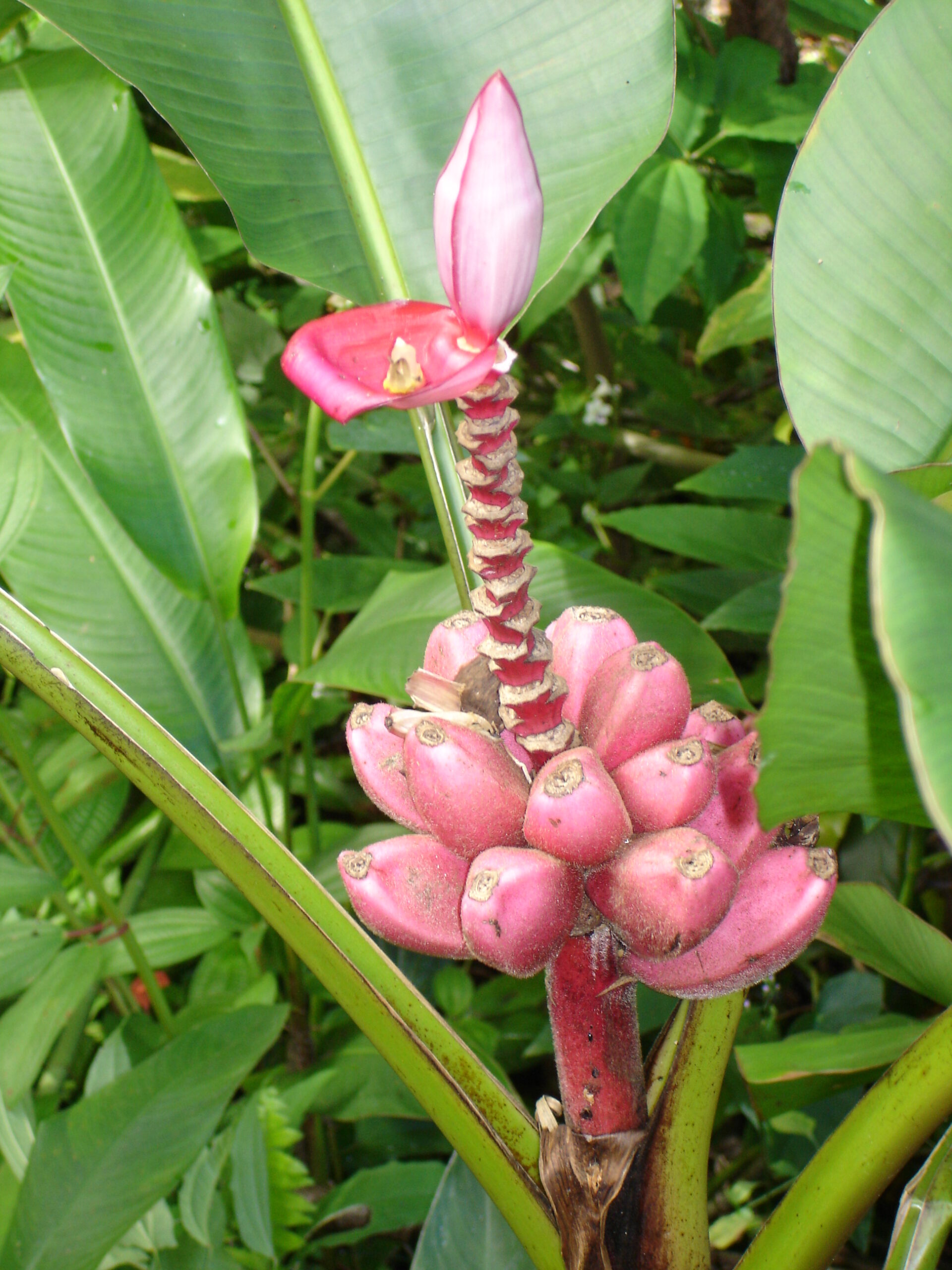Musa velutina Musa velutina