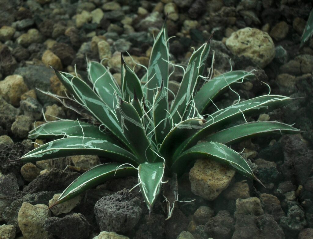 Agave toumeyana var. bella Agave toumeyana var. bella