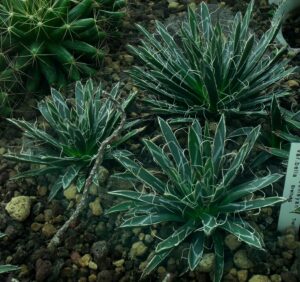 Agave toumeyana var. bella