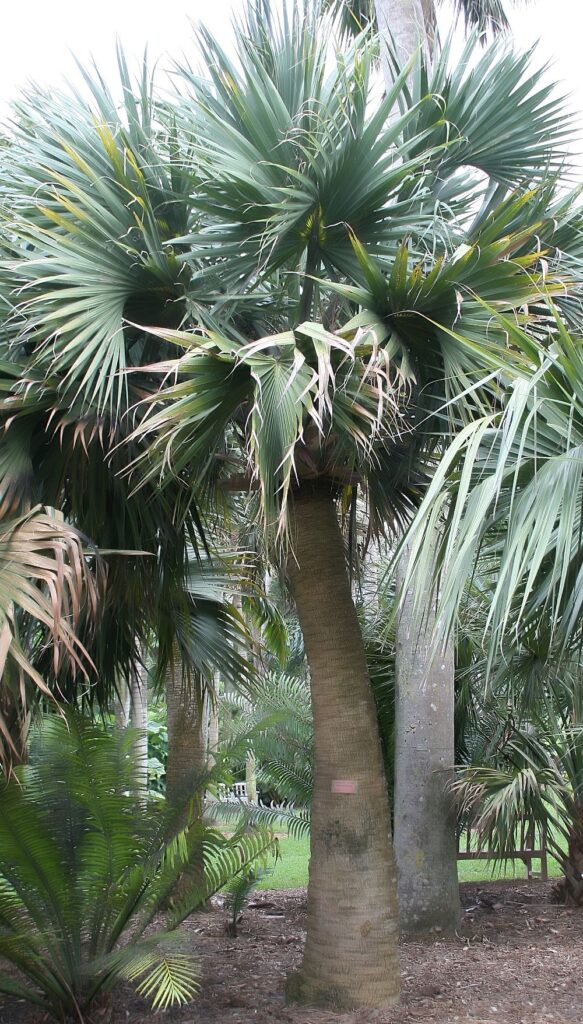Sabal bermudana Sabal bermudana