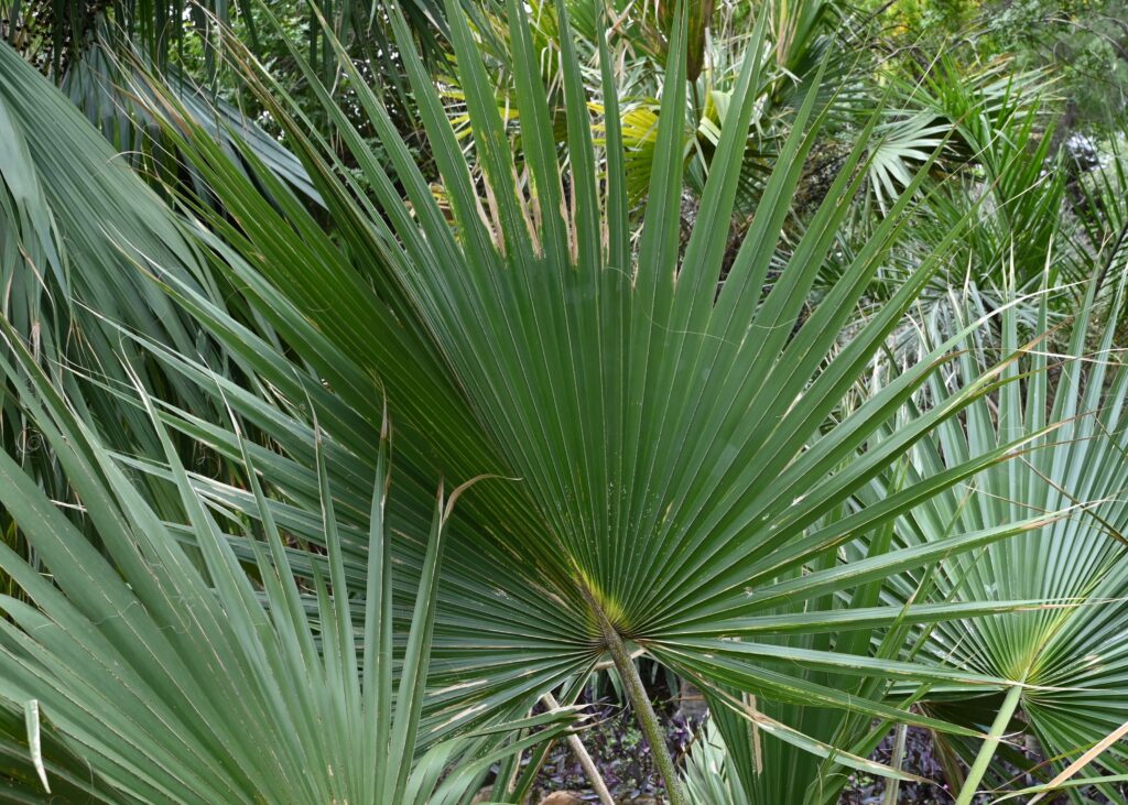 Sabal bermudana Sabal bermudana