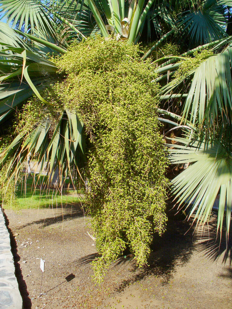 Sabal palmetto Sabal palmetto