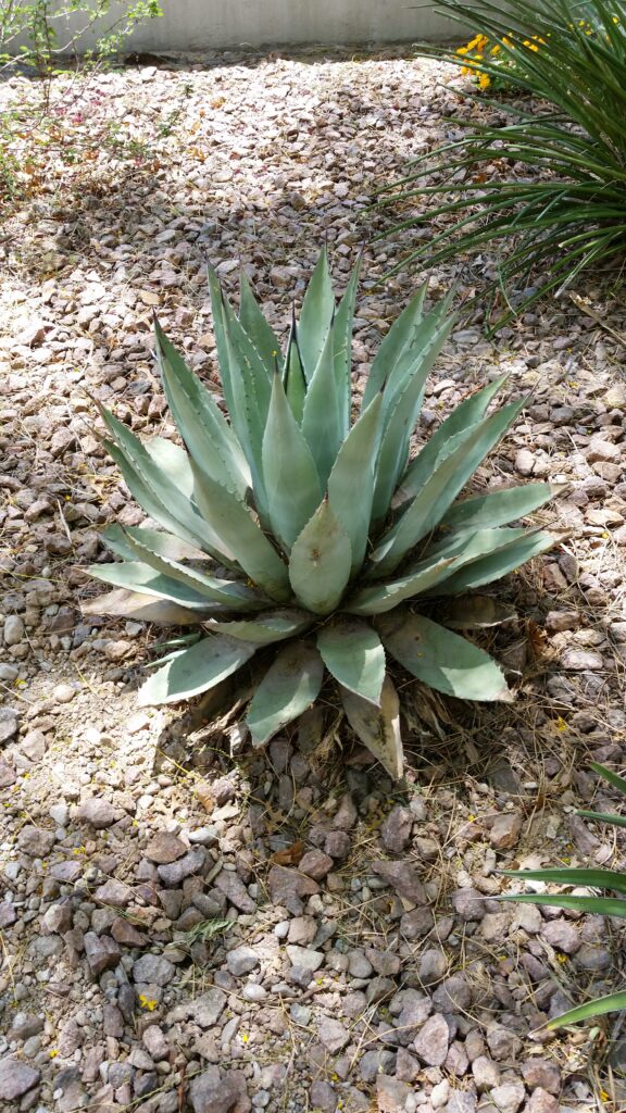 Agave havardiana Agave havardiana