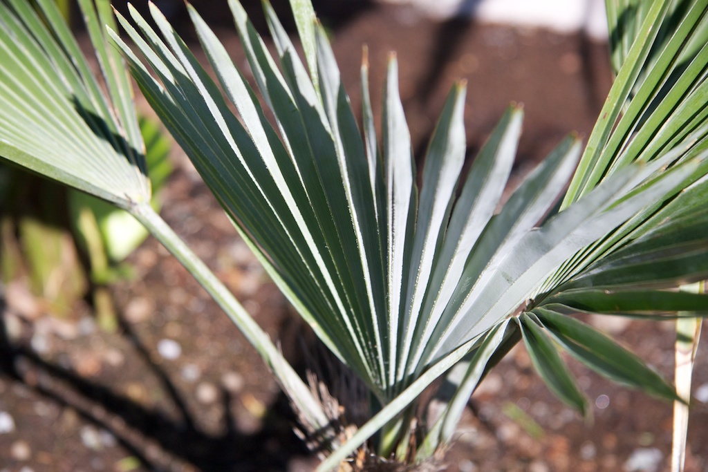 Trachycarpus princeps Trachycarpus princeps
