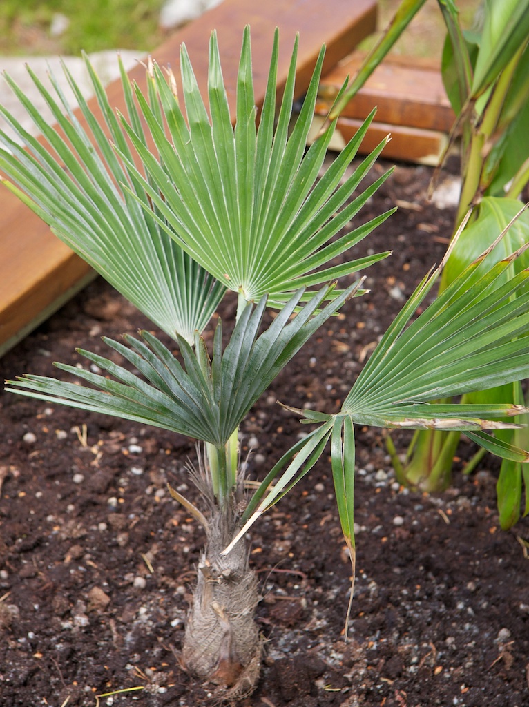 Trachycarpus princeps Trachycarpus princeps