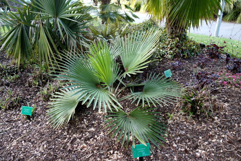 Trachycarpus princeps Trachycarpus princeps