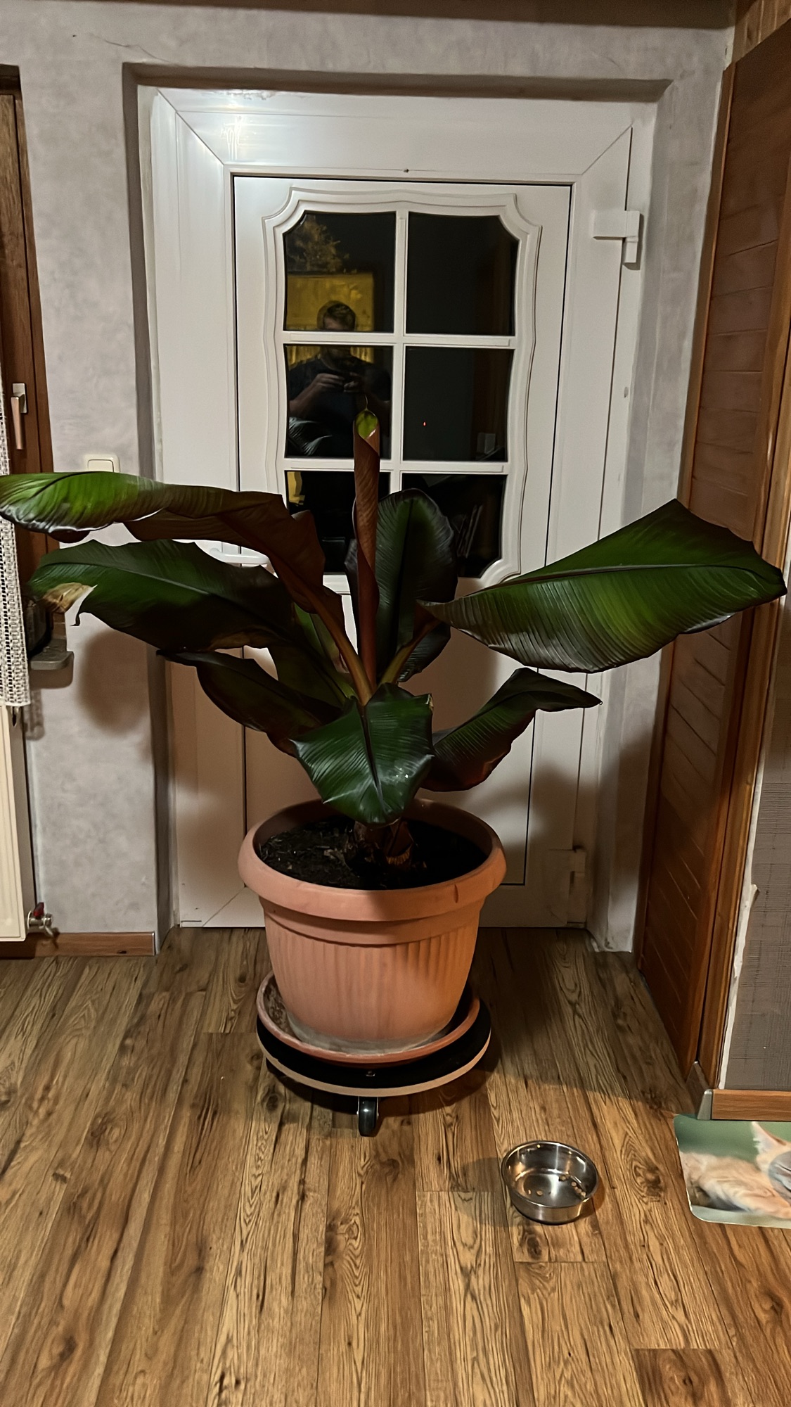 Ensete ventricosum 'Maurelii' Ensete ventricosum ‚Maurelii‘